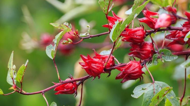 Budidaya Teh Bunga Rosella